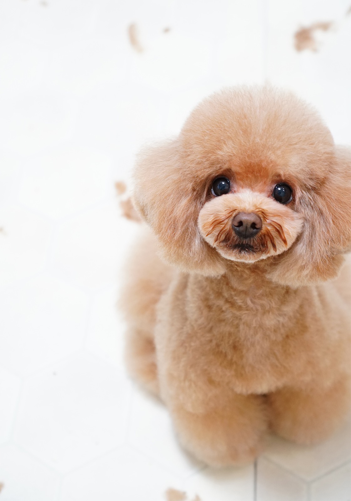 トリミング後の犬