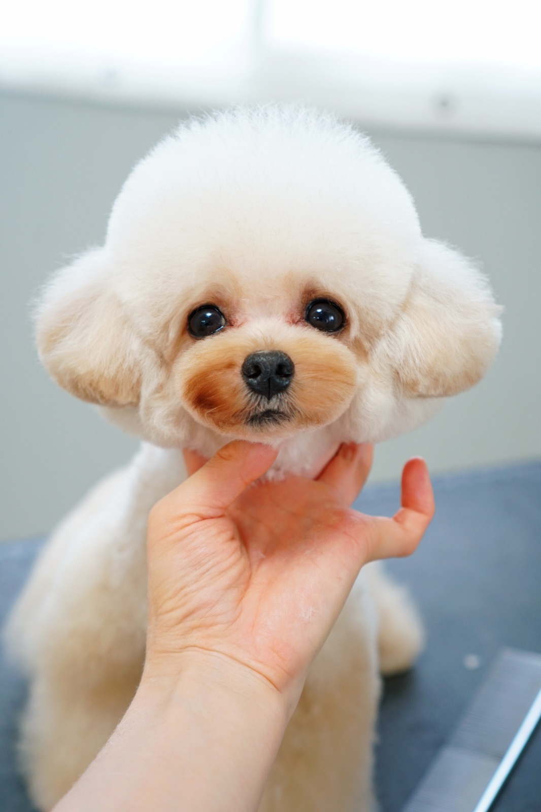 丁寧なグルーミング