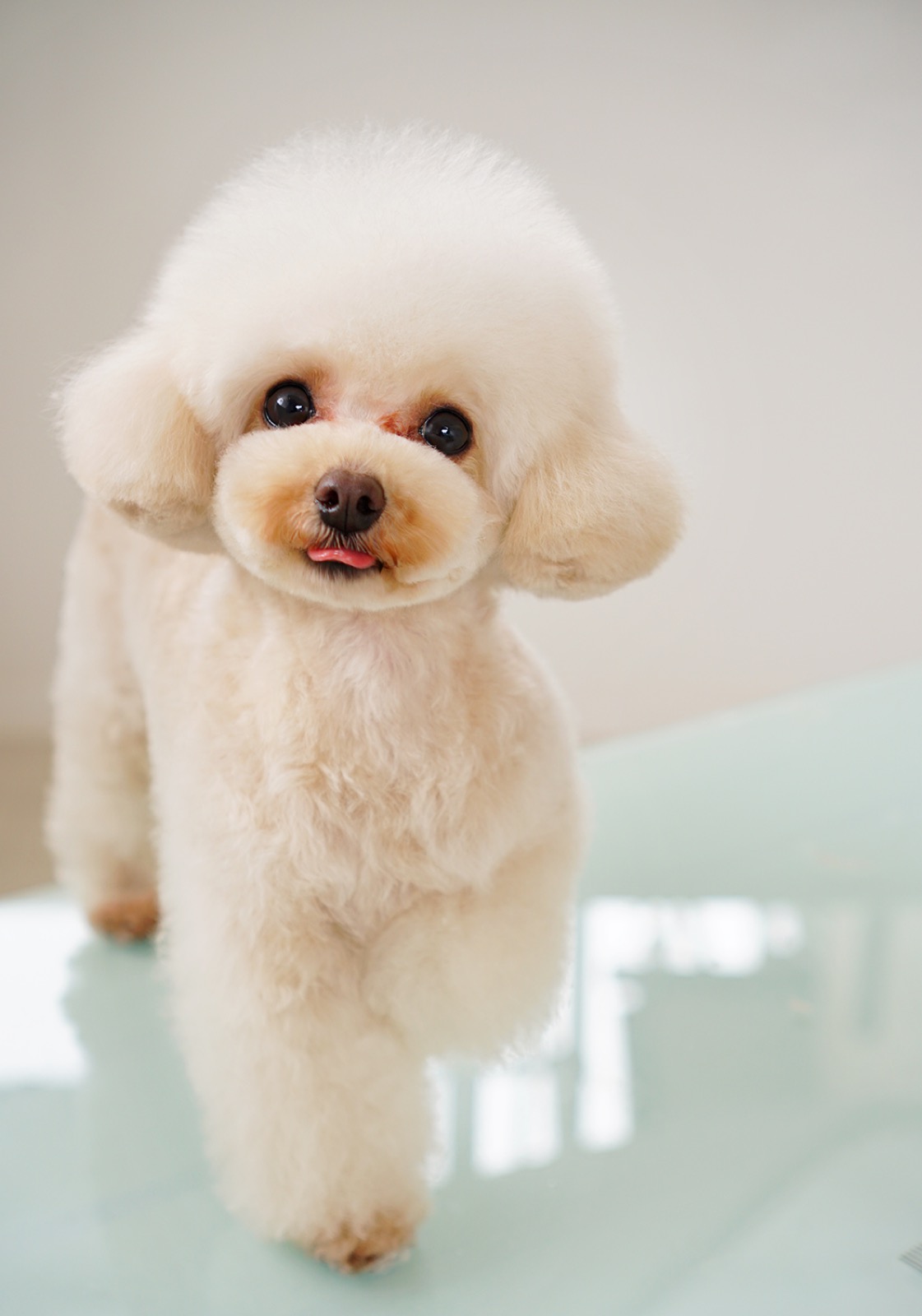 Rusk トリミングサロン