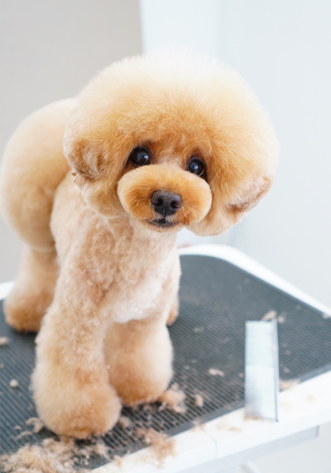 シャンプーコース